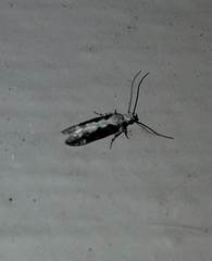 Agnippe prunifoliella