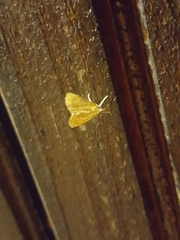 Glaphyria sesquistrialis