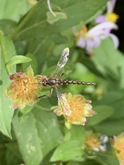Dolichomyia gracilis