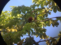 Plecturocebus discolor