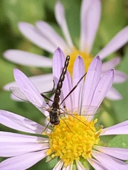 Dolichomyia gracilis