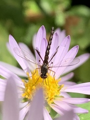 Dolichomyia gracilis