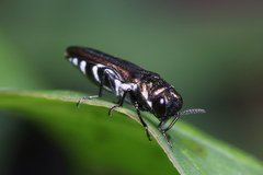 Agrilus latifrons