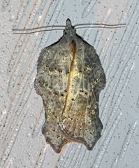 Acleris effractana