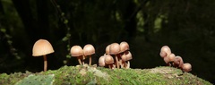 Mycena parsonsii