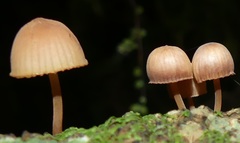 Mycena parsonsii