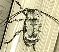 Leptostylus asperatus