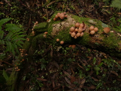 Mycena parsonsii