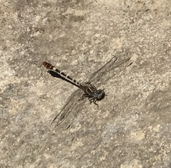 Erpetogomphus lampropeltis