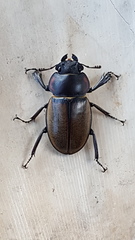 Odontolabis sommeri