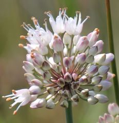 Allium suaveolens