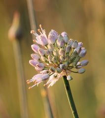 Allium suaveolens