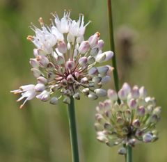 Allium suaveolens