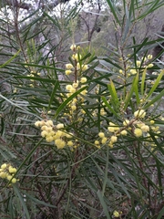 Acacia elongata