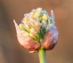 Allium suaveolens