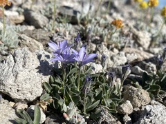 Campanula scabrella