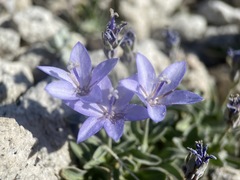 Campanula scabrella