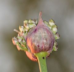 Allium suaveolens