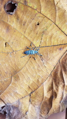 Pseudonemophas baluanus