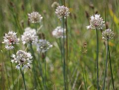Allium suaveolens