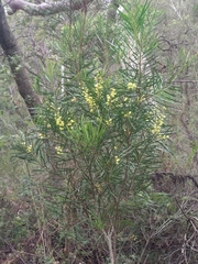 Acacia elongata