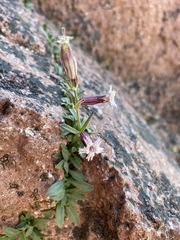 Silene suksdorfii