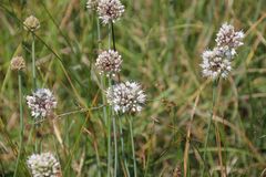 Allium suaveolens