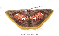 Tricentra quadrigata