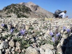 Campanula scabrella