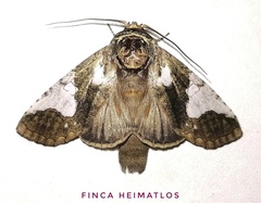Rifargia apella