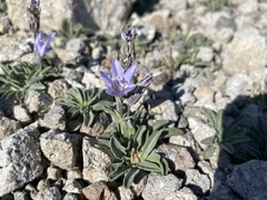 Campanula scabrella