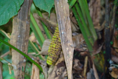 Cyclanthus bipartitus