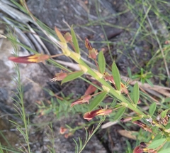 Bossiaea stephensonii