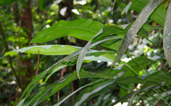 Cyclanthus bipartitus