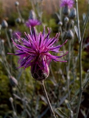Centaurea scabiosa adpressa