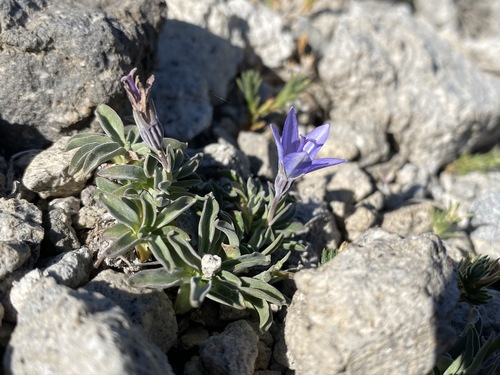 Image of Campanula scabrella by (c) Matt Berger, some rights reserved (CC BY)