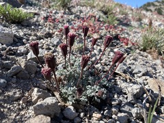 Chaenactis nevadensis