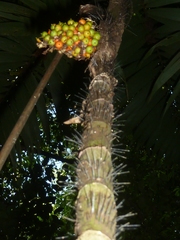 Bactris glandulosa baileyana
