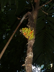 Bactris glandulosa baileyana
