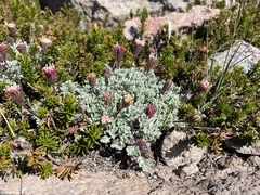 Chaenactis nevadensis