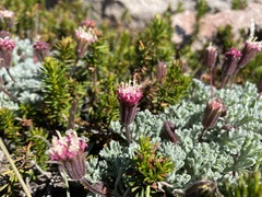 Chaenactis nevadensis