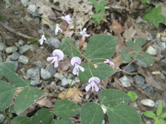 Hylodesmum