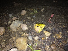 Dendropsophus rhodopeplus