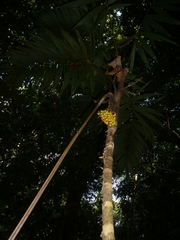 Bactris glandulosa baileyana