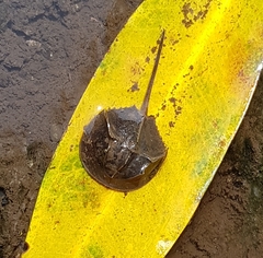 Carcinoscorpius rotundicauda