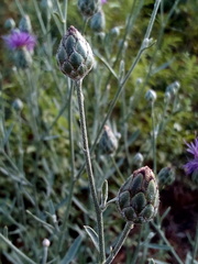 Centaurea scabiosa adpressa