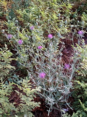 Centaurea scabiosa adpressa