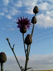 Centaurea scabiosa adpressa