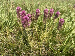 Castilleja lassenensis