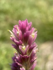 Castilleja lassenensis
